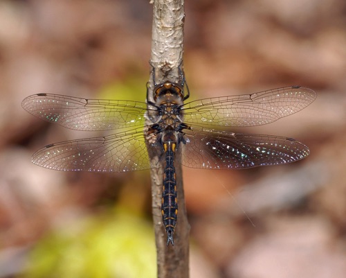 Male
2011_04_17_Chattooga